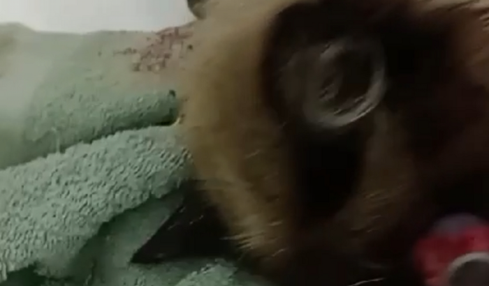 Despesas de um felino atropelado