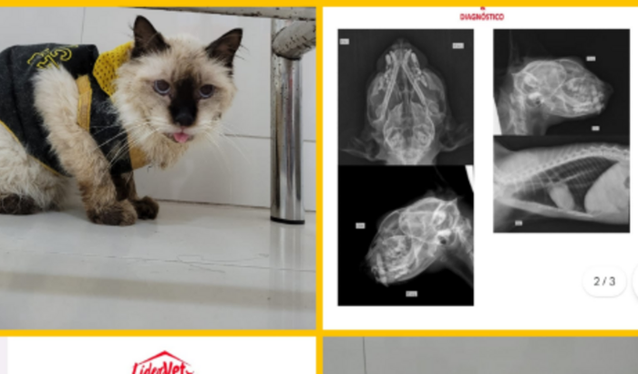 Ajuda para cirurgia do Túlio