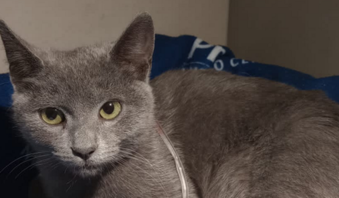 AJUDA NA CIRURGIA DA GATINHA