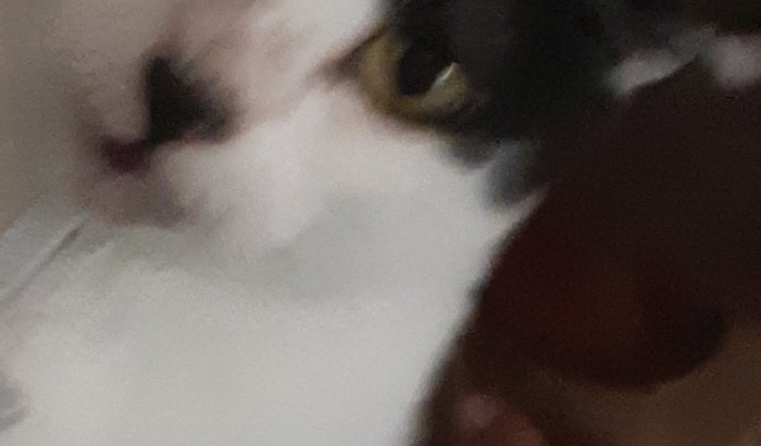 Ajuda a gatinha misty 