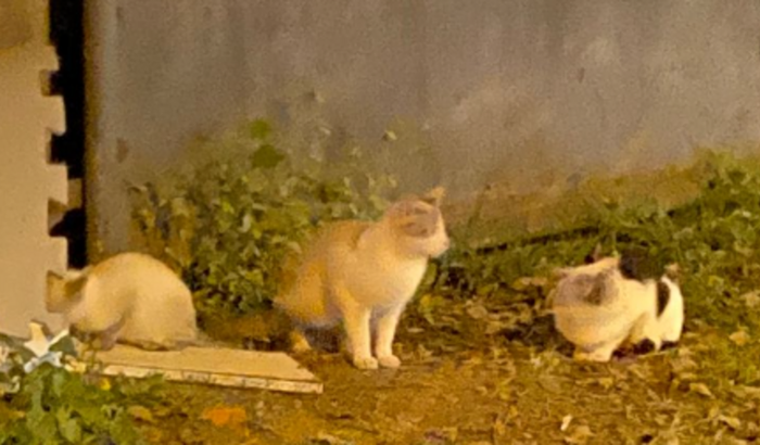 Castração, alimentação e Resgate dos animais em situação de rua na Região do Medeiros - Jundiaí