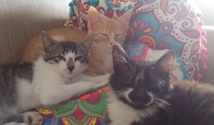 Meus gatinhos!