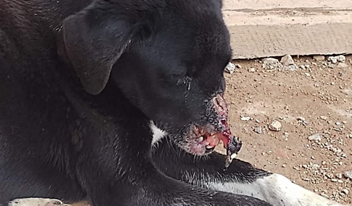Resgate cachorro de rua custas com veterinário 