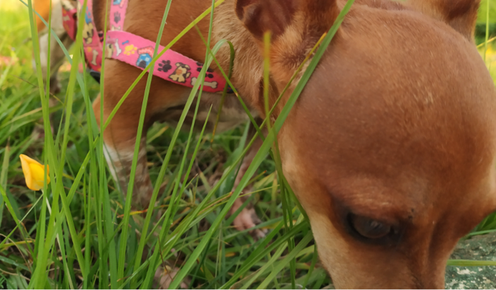 Ajude a salvar a Belinha