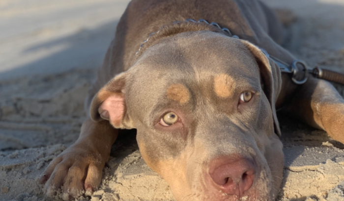 Ajude a Cachorrinha Maya