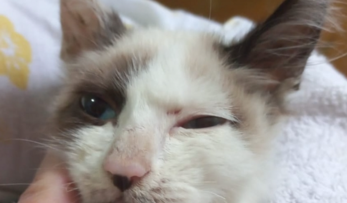 Ração e remédios e castração para animais de rua