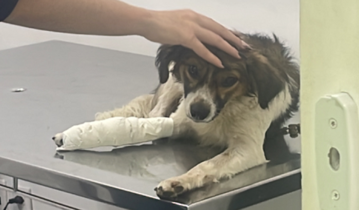 Luck no walker - o cachorro que achou que era o dog aranha