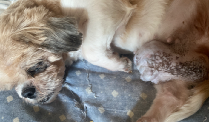 Cirurgia Babi 🐶