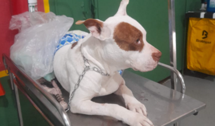 Ajude na Cirurgia da Rubi