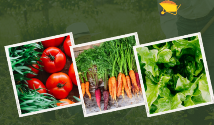 Um sonho de um negócio próprio 