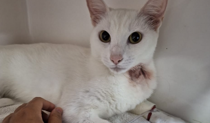 Ajuda para tratar um Gatinho com Linfoma no Pulmão