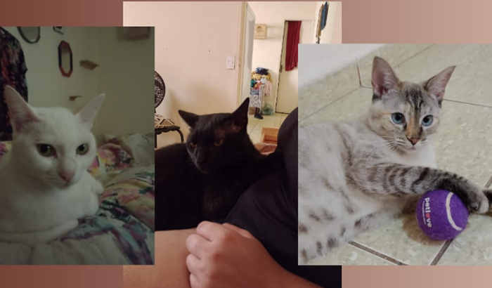 Trazer nossos Gatos para Bahia urgentemente