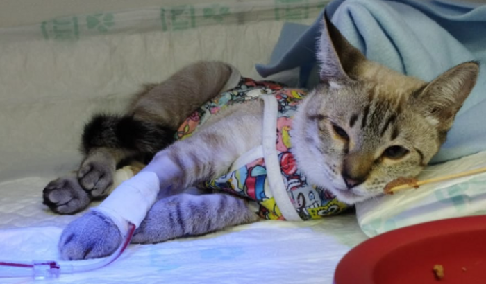 Ajuda pra Cirurgia da Tieta