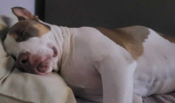 Ajuda para cirurgia do Zeus