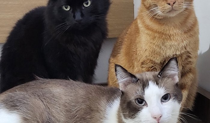 Me ajude a sobreviver!