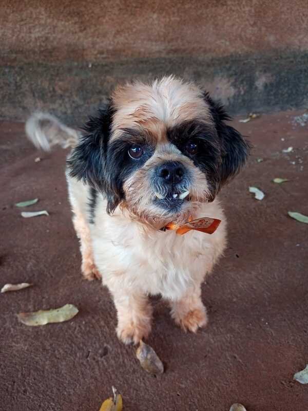 Cachorro doença do carrapato 
