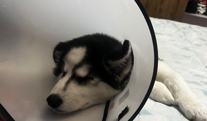Me ajude a pagar as despesas veterinárias do Jake