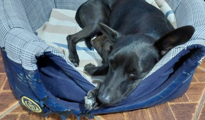 Ajuda o Billy que foi tropelado e também precisa tomar as vacina