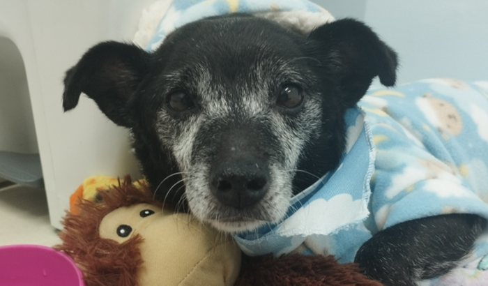 Procedimento odontológico do veio Pingo