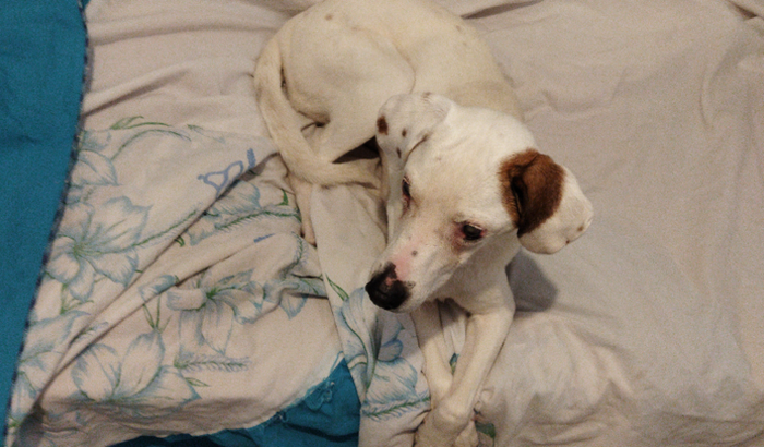 Tratamento Saúde Canina Lina