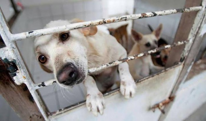 Ajude o Abrigo de Cães