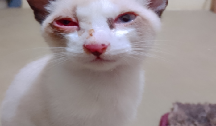 Ajuda a meus Gatinhos