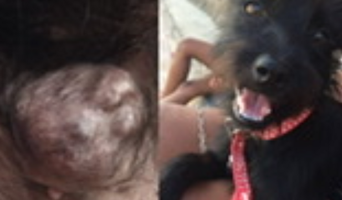 Cirurgia para retirada de tumor da pretinha