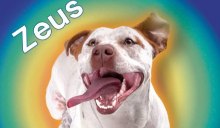 CIRURGIA DO PIT ZEUS