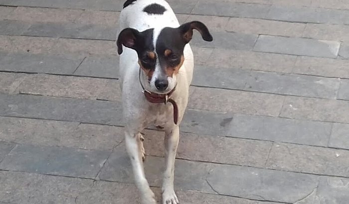 Ajude a minha Nina