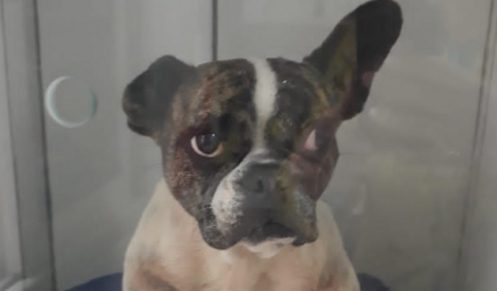 AJUDE NA RECUPERAÇÃO DA AMY