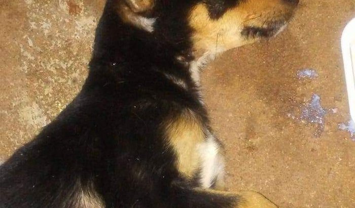 Ajuda Para Cachorrinha ATROPELADA  