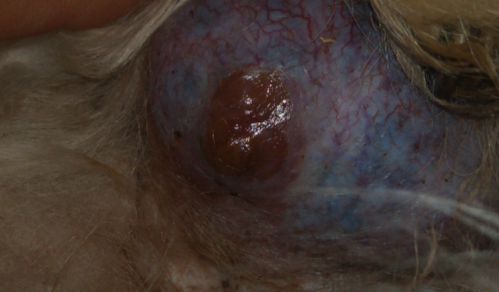 Cirurgia Nina 