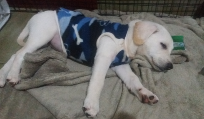 Ajudar a Bela Resgatada