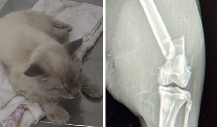 Cirurgia de Emergência para Luke