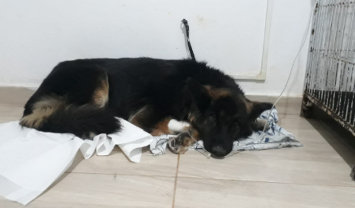 Ajude a Lana sobreviver.