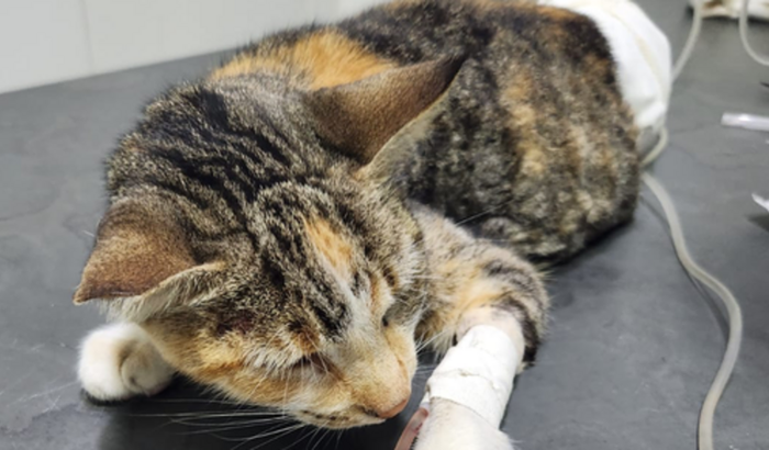 Operação urgente da Gata Juju