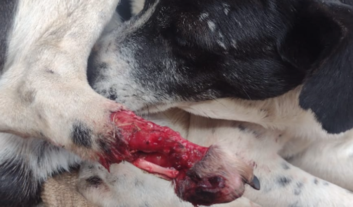 Cirurgia de amputação (Pintadinho🐶)