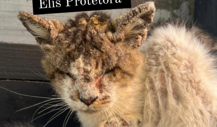 Ajuda URGENTE para gato doente que a dona faleceu