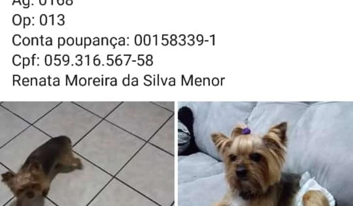 Vaquinha da Nina
