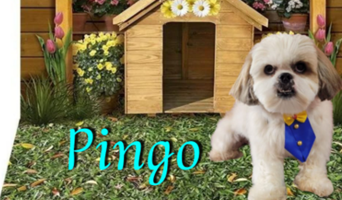 Ajude na operação do pingo!