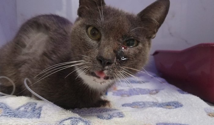 ajudem minha gata por favor😢