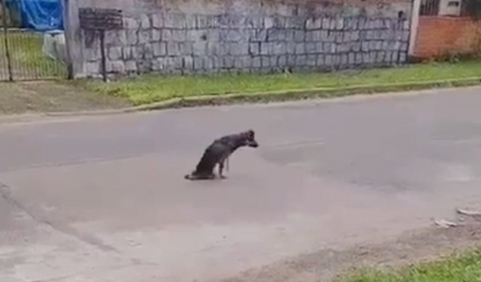 Cão se arrastando em Alvorada 