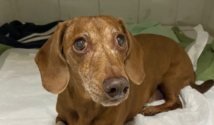 Ajudem a salvar meu amor de 4 patas - Oshiro