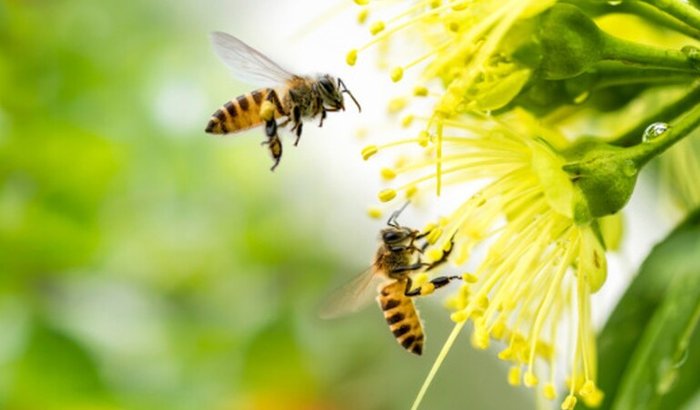 Meu Primeiro Apiário 