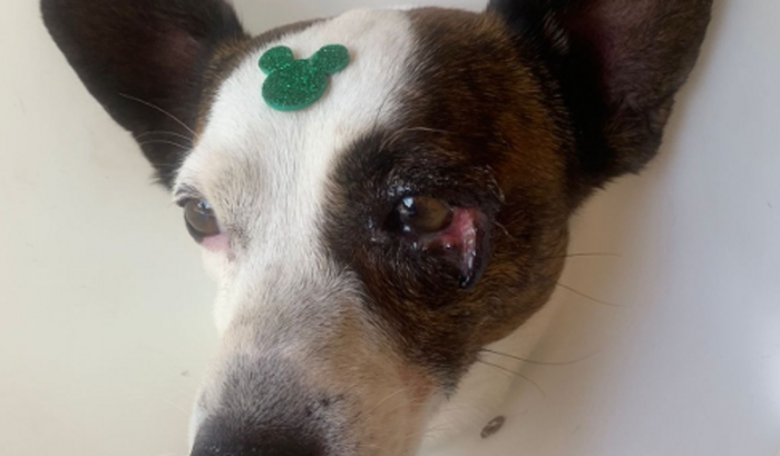 Ajudar na cirurgia de olho do meu cachorro.