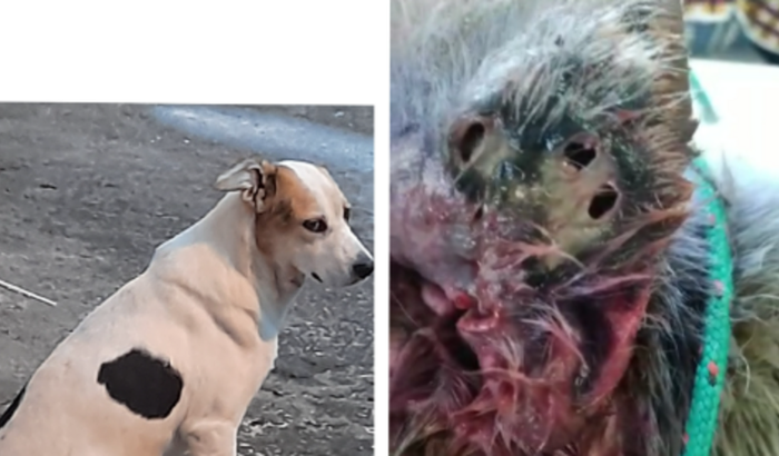 Ajude a salvar o magrelo