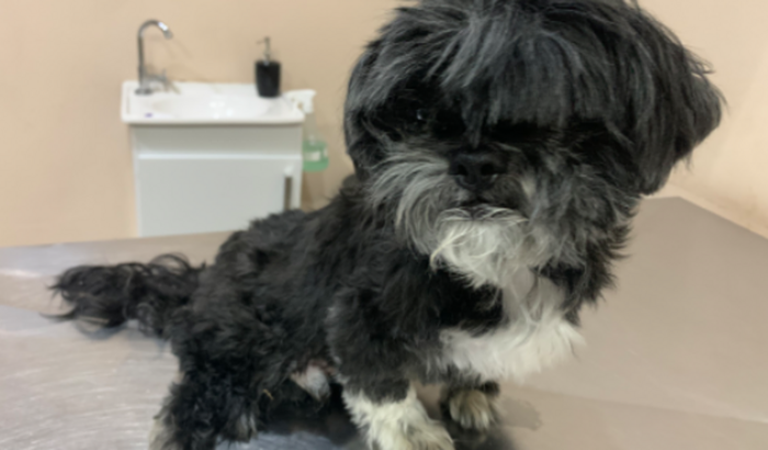 Ajude a pagar o tratamento veterinário e salvar um cachorro!