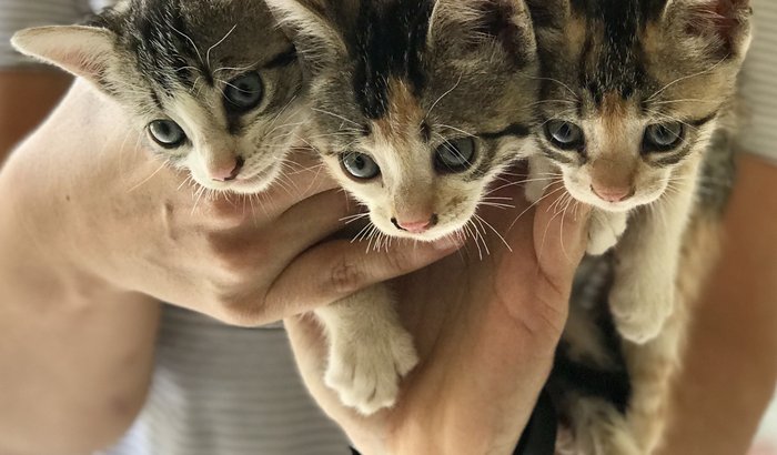 Castração dos gatos da Unifesspa