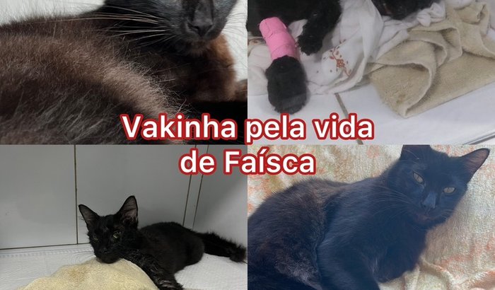 Vakinha pela vida de Faísca.
