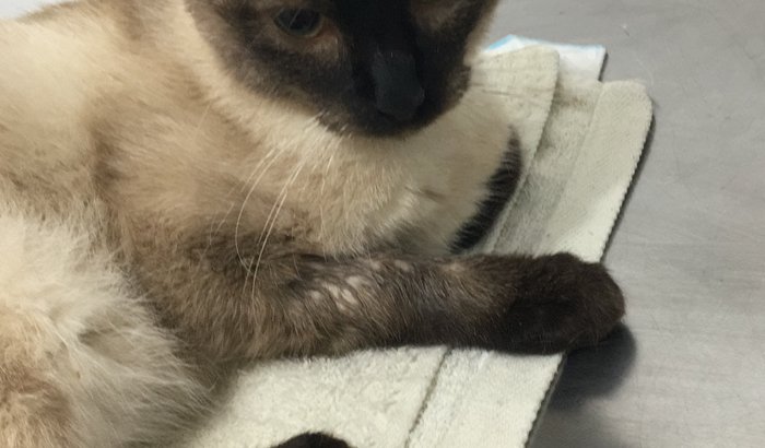 Ajude a salvar a vida da minha gatinha